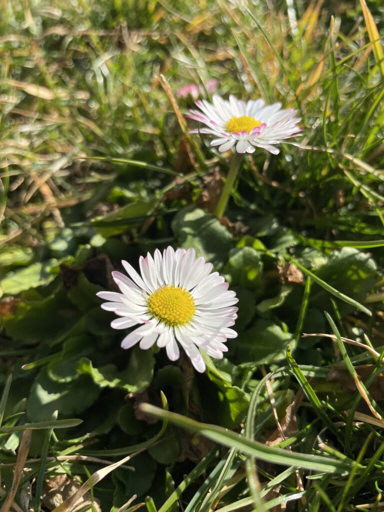 Gänseblümchen, Bellis perennis, Kräuterwissen,